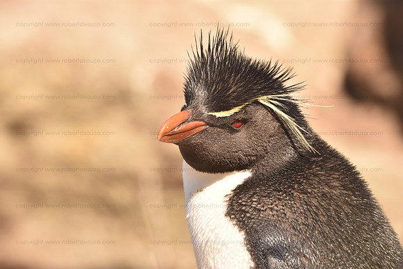 Rockhopper Penguin, Falkland Islands
