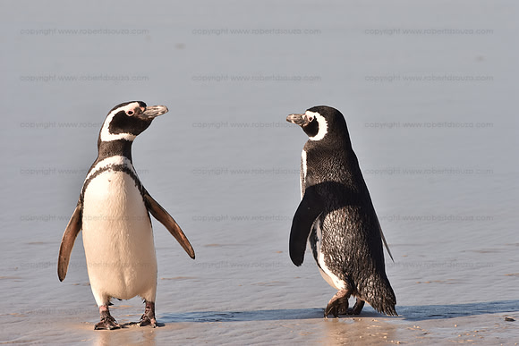 Megallanic Penguins, Falkland Islands