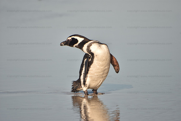 Megallanic Penguin1, Falkland Islands