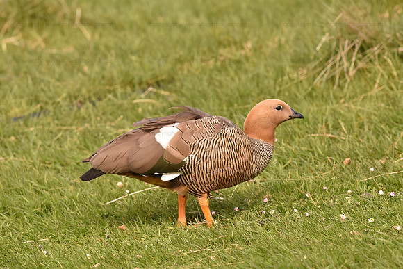 Ruddy-headed Goose, Falkland Islands