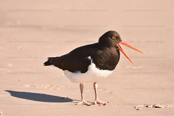 Megallanic Oystercatcher