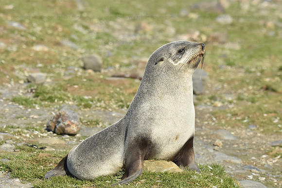 Fur Seal Pup, South Georgia