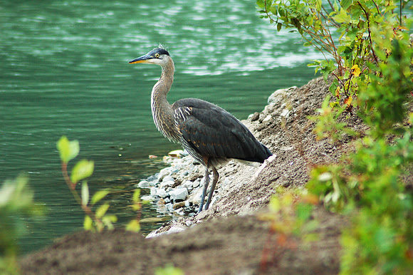 Blue heron