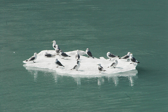 Gulls on ice floe