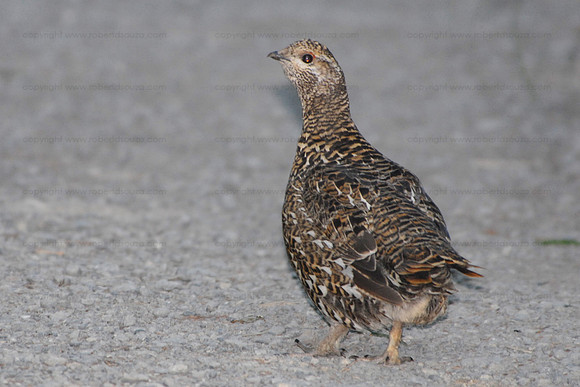 Spruce grouse