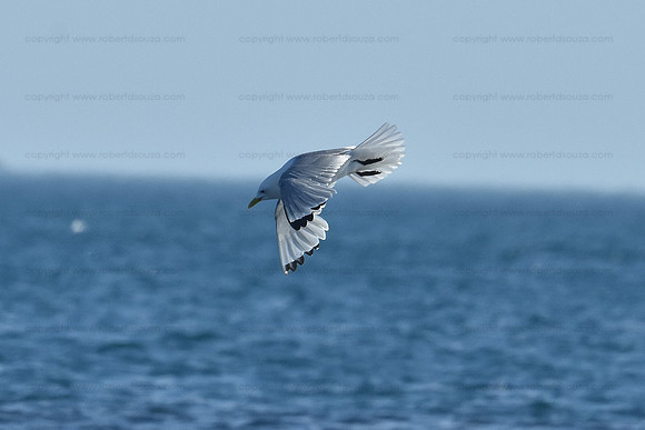 Kittiwake in flight, Svalbard Norway