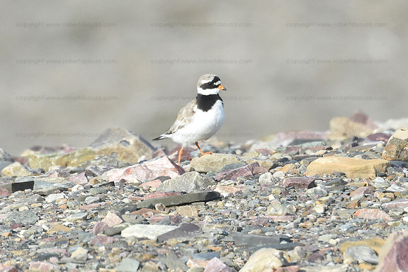 Piping plover, Svalbard Norway