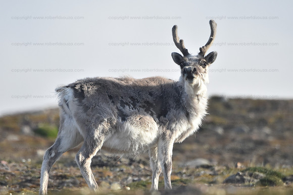 Svalbard reindeer, Svalbard Norway