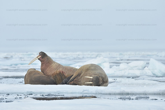 Walruses on ice floes, Svalbard Norway
