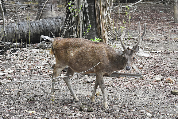 Timor deer, Komodo Island