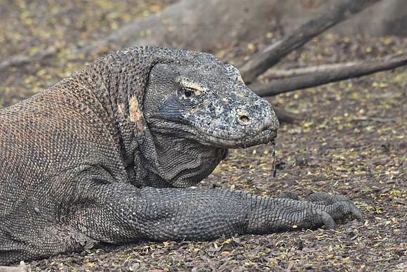 Komodo dragon, Komodo Island