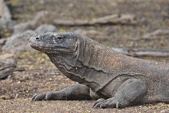 Komodo dragon, Komodo Island