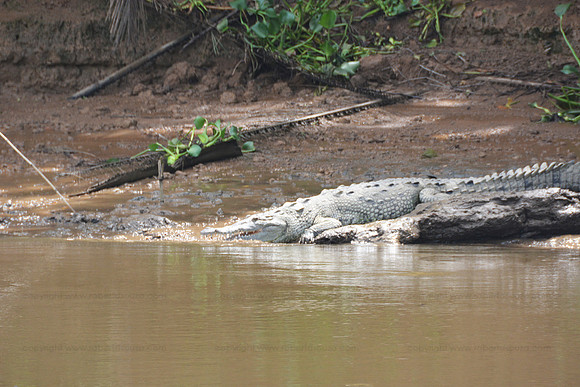 American crocodile, Corcovado NP
