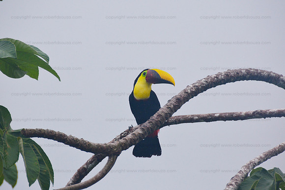 Chestnut-mandibled Toucan, Drake Bay