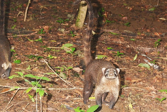 Coati, Corcovado NP