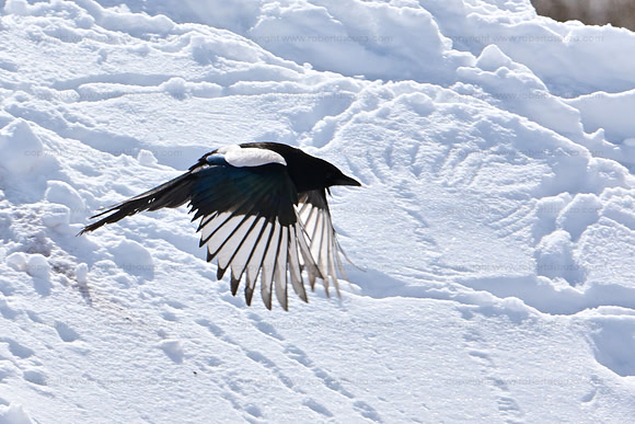Magpie in flight, Hemis NP, Ladakh