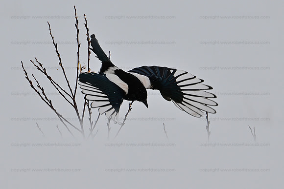 Magpie in flight, Hemis NP, Ladakh
