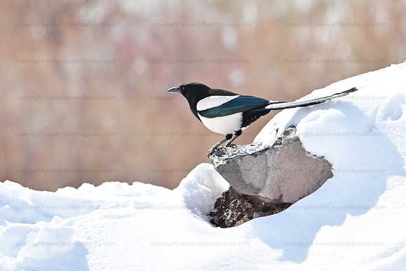 Magpie, Hemis National Park, Ladakh
