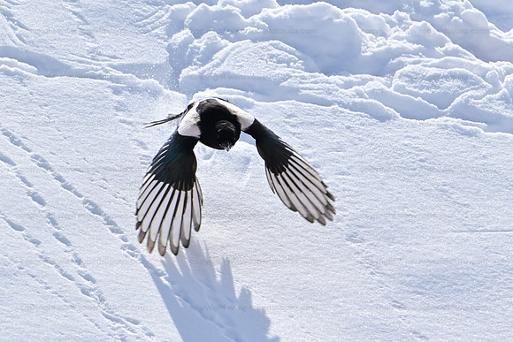 Magpie in flight, Hemis NP, Ladakh