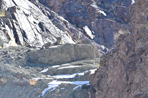 Snow Leopard,  Lungmār valley, Ladakh