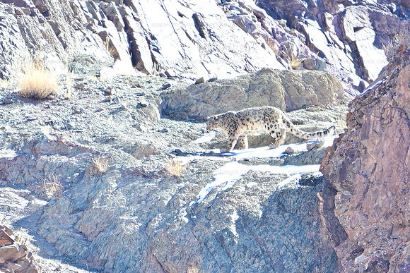 Snow leopard,  Lungmār valley, Ladakh