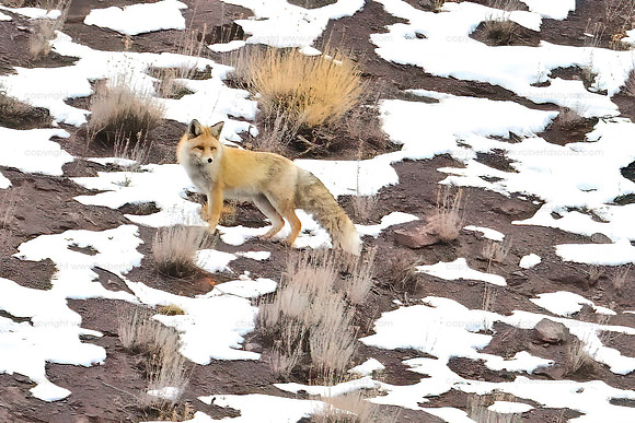 Red fox, Shang Valley, Ladakh