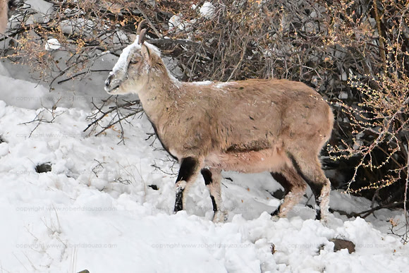 Blue sheep, Hemis NP, Ladakh