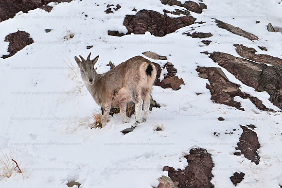 Blue sheep, Hemis NP, Ladakh