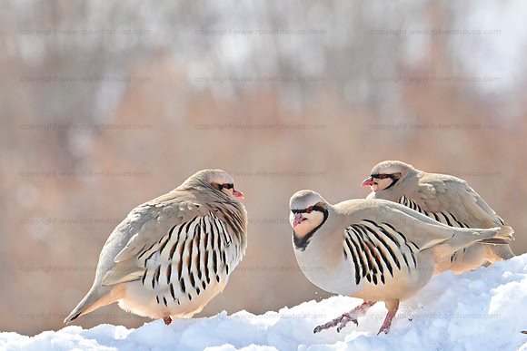 Chukar partridge group, Hemis NP, Ladakh