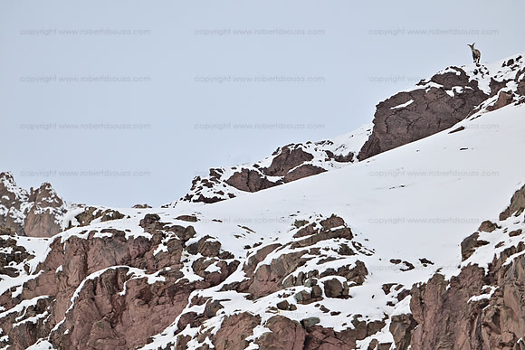 Lone blue sheep at the edge of a ridge line, Hemis NP Ladakh
