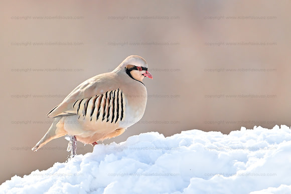 Chukar partridge, Hemis NP, Ladakh
