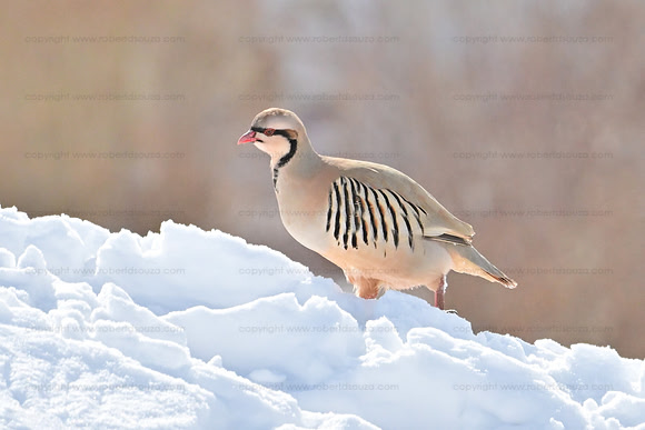 Chukar partridge, Hemis NP, Ladakh