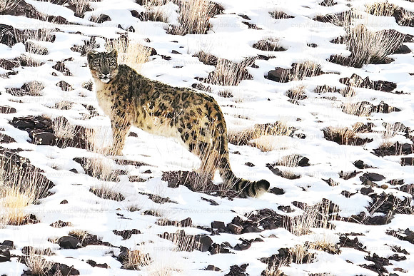 Snow leopard, Shang valley, Ladakh