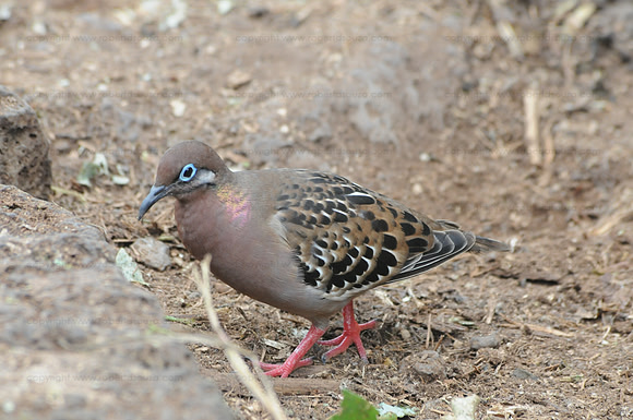 Galapagos dove, Santacruz, Galapagos