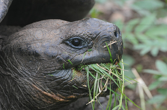 Galapagos tortoise portrait, Santacruz, Galapagos