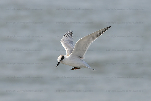 Forster's tern in flight, Cape May