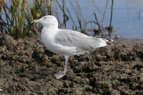 Herring gull, Cape May