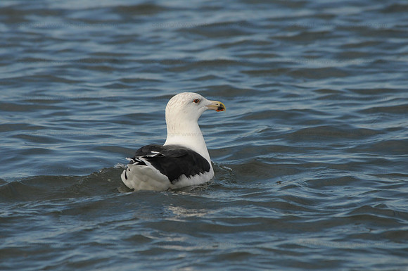 Great black-backed gull