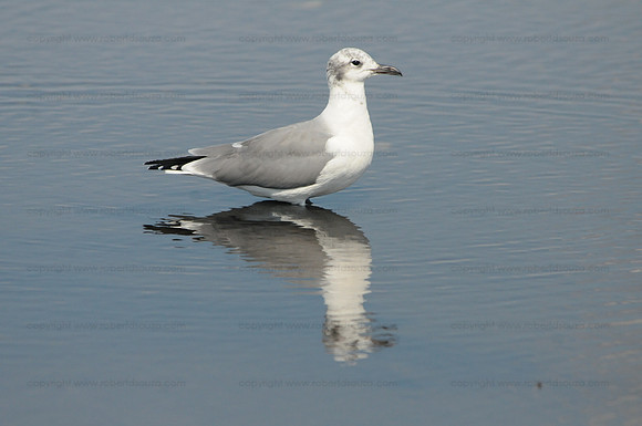 Laughing Gull, Cape May