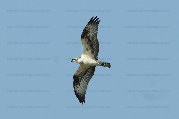 Osprey, Cape May