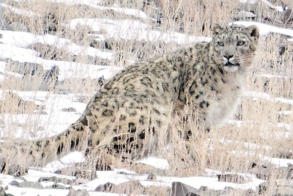 Snow leopard, Shang valley, Ladakh