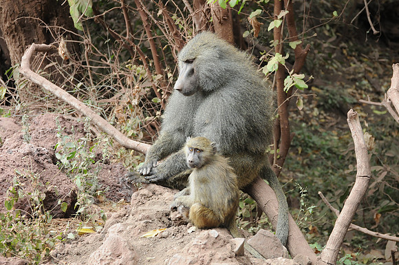 Baboon and young, Tarangere NP