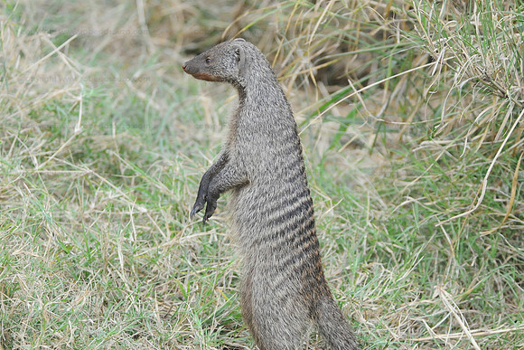 Banded mongoose, Serengeti NP