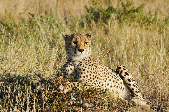Cheetah, Serengeti NP