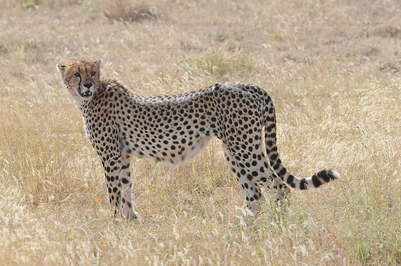 Cheetah, Serengeti NP