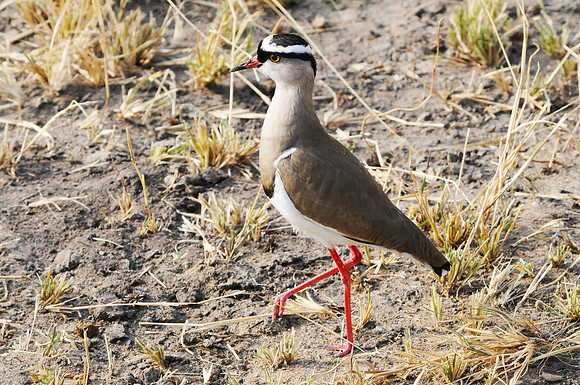 Crowned plover, Serengeti NP