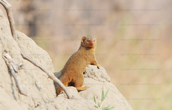 Dwarf mongoose, Tarangere NP