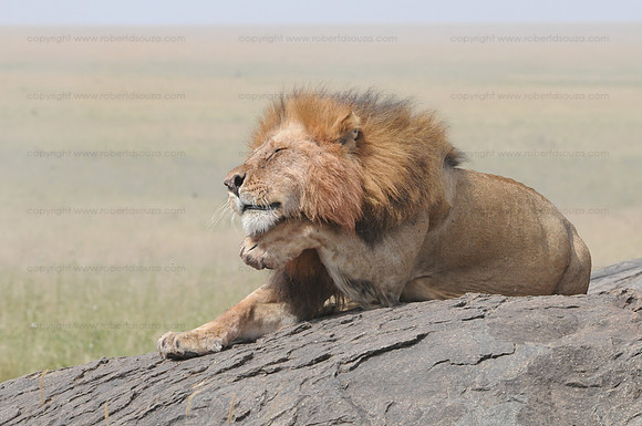 Lion, Serengeti NP