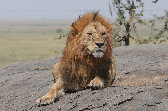 Lion, Serengeti NP