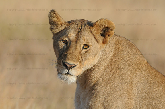 Lioness, Serengeti NP